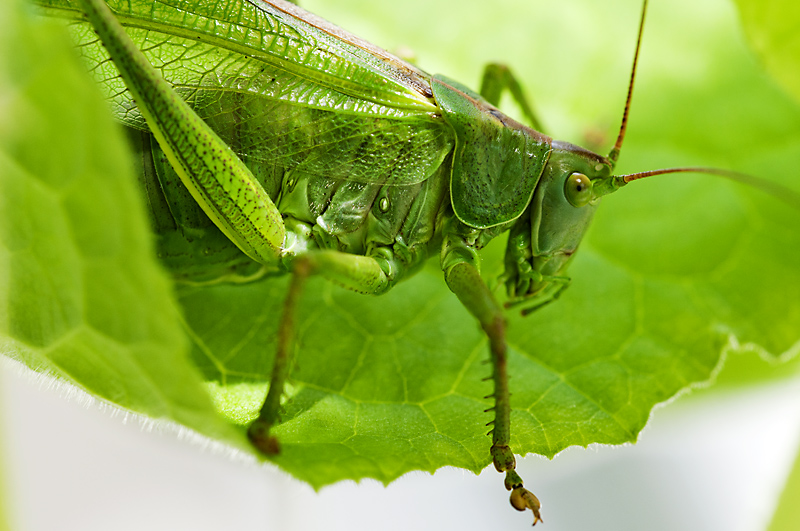 Hepokatti3 800px.jpg - The Great Green Bush cricket - Tettigonia viridissima